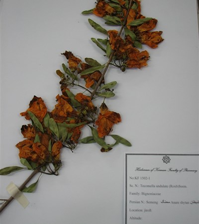 Semeng,Anar-e sheytan